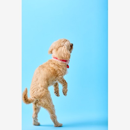 クリエイティブツリーが撮影した「:albumName」の写真