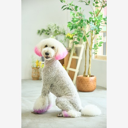 クリエイティブツリーが撮影した「:albumName」の写真