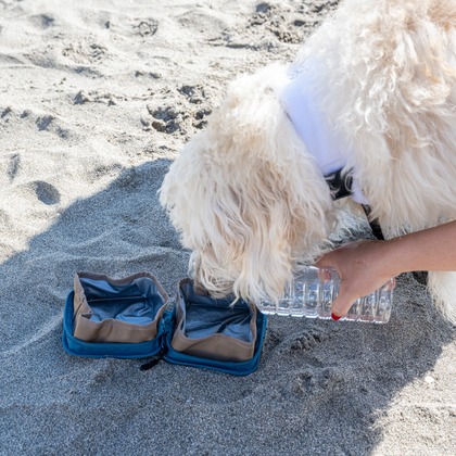 吉田佳央が撮影した「DOG SHOOTING」の写真