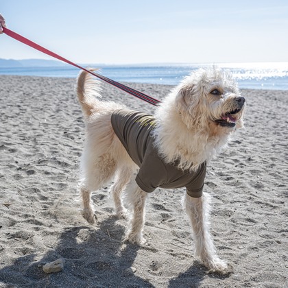 吉田佳央が撮影した「DOG SHOOTING」の写真