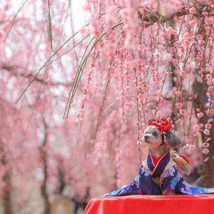 高橋 透（Coo&Sea STUDIO代表）が撮影した「:albumName」の写真