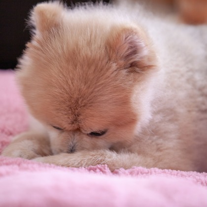 レオン・スナップサービスが撮影したその他の写真