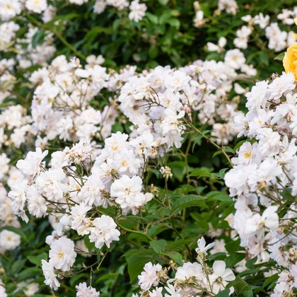 オフィス 芦野が撮影したウェディングや家族、ビジネスの写真