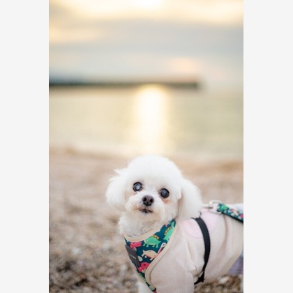 あかすたが撮影した「ペット撮影」の写真