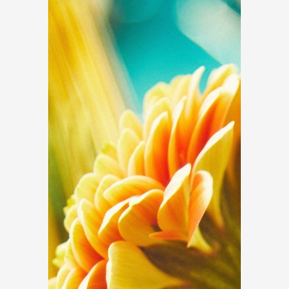 杉本伸二が撮影した「:albumName」の写真