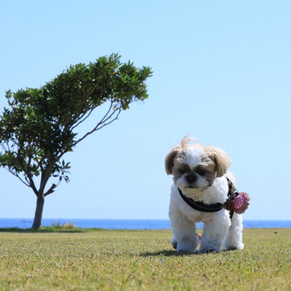 CREAMYが撮影した「:albumName」の写真