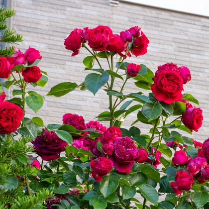 オフィス 芦野が撮影した「:albumName」の写真