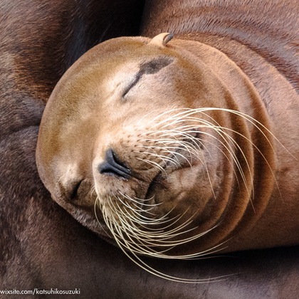 Katsuhiko Suzukiが撮影した「:albumName」の写真