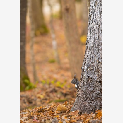 山口奈緒が撮影した「:albumName」の写真