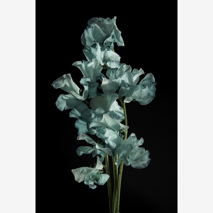 Nishizawa Yamatoが撮影した料理撮影/商品/物撮りの写真