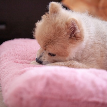 レオン・スナップサービスが撮影したその他の写真