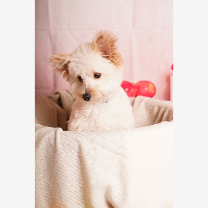 スタジオ　まるが撮影した「:albumName」の写真