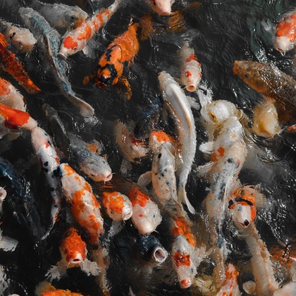 三谷 朋也が撮影した「:albumName」の写真