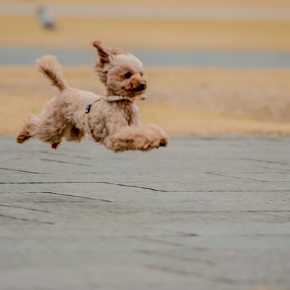 来田 篤典が撮影したウェディングや家族、ビジネスの写真
