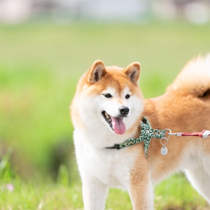 インスタントソイ合同会社　井上泰徳が撮影したウェディングや家族、ビジネスの写真