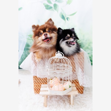 世登理恵が撮影したウェディングや家族、ビジネスの写真