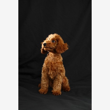 管野　利が撮影した「ワンちゃん」の写真