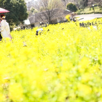 和心櫻が撮影した「」の写真