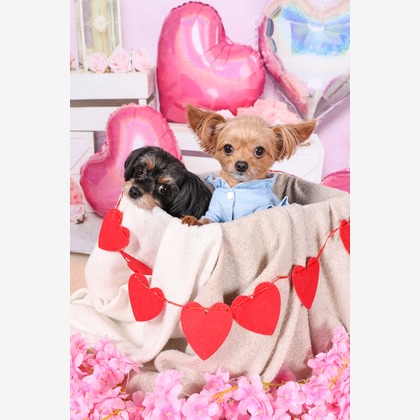 WithshopJapanが撮影した「ペット撮影」の写真