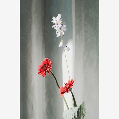 NOJYO高木俊幸写真事務所が撮影した「:albumName」の写真