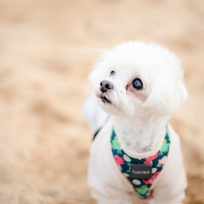 あかすたが撮影した「ペット撮影」の写真