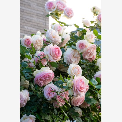 オフィス 芦野が撮影した「:albumName」の写真