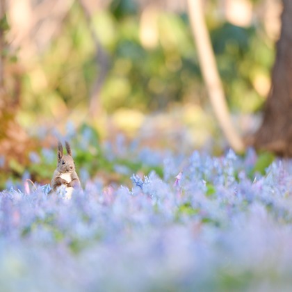 山口奈緒が撮影した「:albumName」の写真