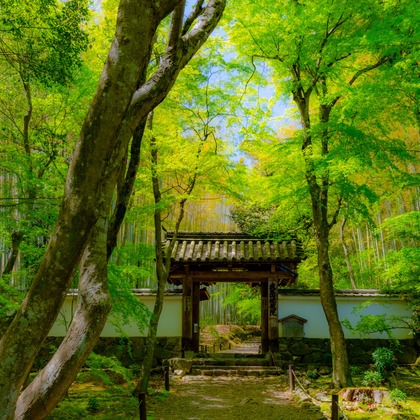 河野慈圓が撮影した「:albumName」の写真