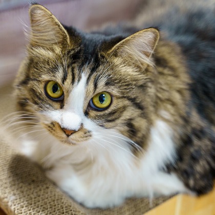 Naoki Okadaが撮影したウェディングや家族、ビジネスの写真