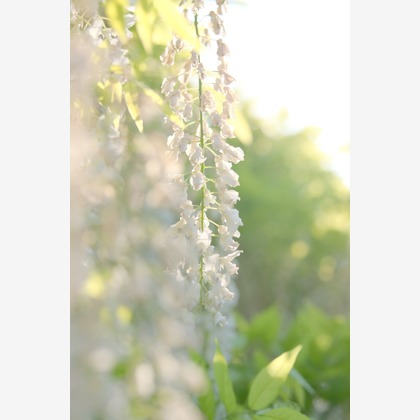 KotobukiPhotosが撮影した「:albumName」の写真