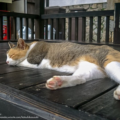 Katsuhiko Suzukiが撮影した「:albumName」の写真