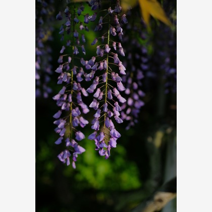 KotobukiPhotosが撮影した「:albumName」の写真