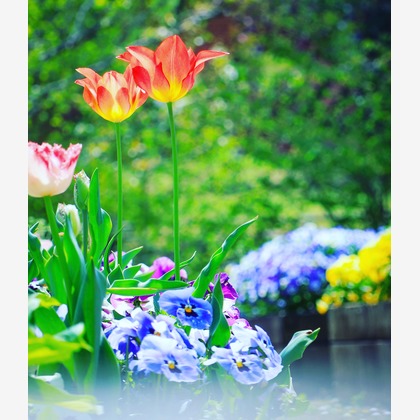 今井広樹/スタジオプランタン/日本写真家協会 会員が撮影した「:albumName」の写真