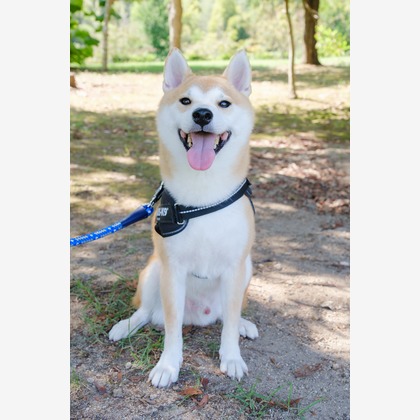 Photo of couple photo shoot taken by 高夏写真店