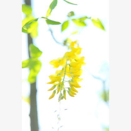 KotobukiPhotosが撮影した「:albumName」の写真