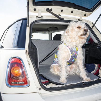 吉田佳央が撮影した「DOG SHOOTING」の写真