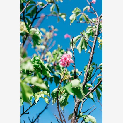 ポートレート沖縄が撮影した「:albumName」の写真