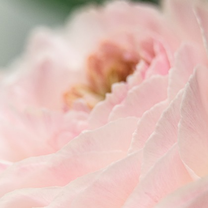 SmileMemoriesPhotoStudioが撮影した「:albumName」の写真