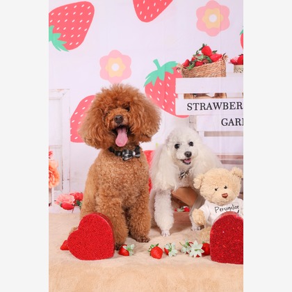 WithshopJapanが撮影した「ペット撮影」の写真