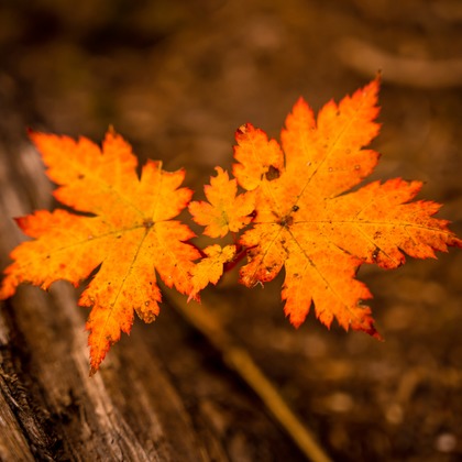 高木勇斗が撮影したその他の写真