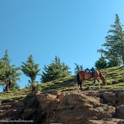 Katsuhiko Suzukiが撮影した「:albumName」の写真