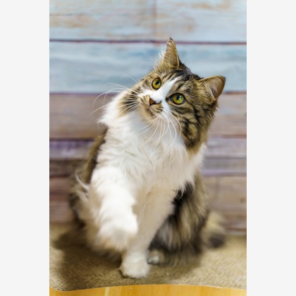 Naoki Okadaが撮影したウェディングや家族、ビジネスの写真