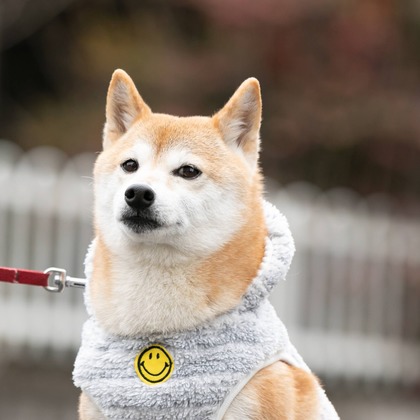 インスタントソイ合同会社　井上泰徳が撮影したウェディングや家族、ビジネスの写真