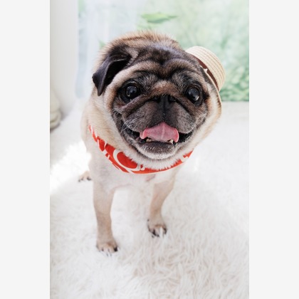 世登理恵が撮影したウェディングや家族、ビジネスの写真