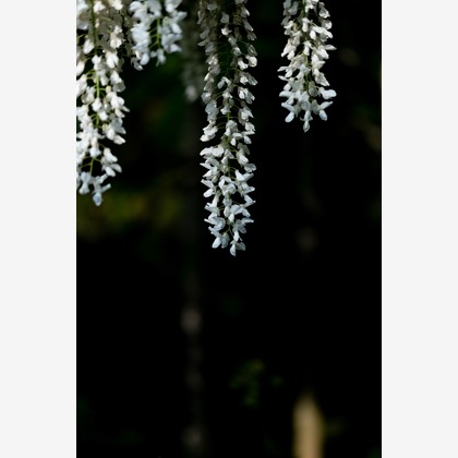 KotobukiPhotosが撮影した「:albumName」の写真