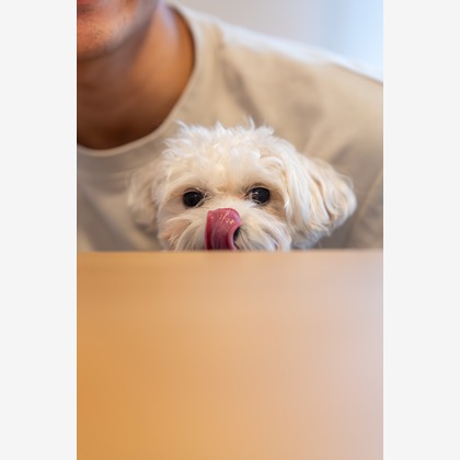 Tagano Photograph 合同会社が撮影したウェディングや家族、ビジネスの写真