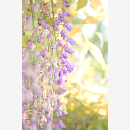 KotobukiPhotosが撮影した「:albumName」の写真