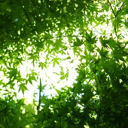 出張撮影のメモリーズが撮影した「:albumName」の写真