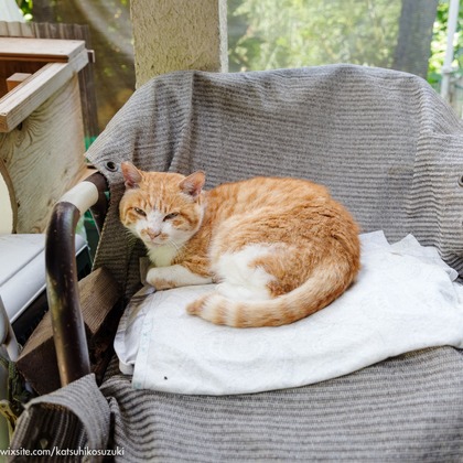 Katsuhiko Suzukiが撮影した「:albumName」の写真