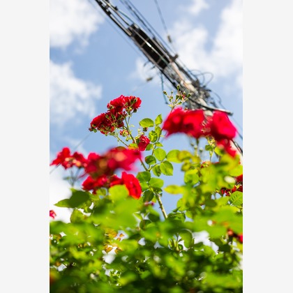 内山慎也が撮影した商品/物撮りの写真